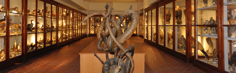 Galleria di Storia naturale